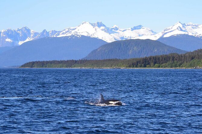 Icy Strait Whale & Wildlife Endeavor - The Sum Up: Is This Tour Right for You?
