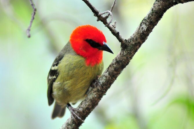 Ile aux Aigrettes - Tea Route - Gris Gris Private Guided Tour (Min. 2 persons) - What’s Included and What’s Not