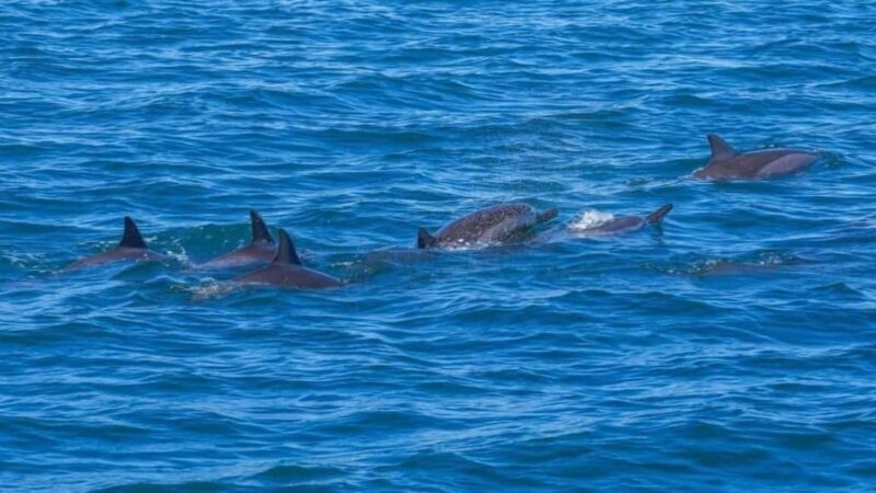 ile aux Benitier: Tour with dolphin watch & lunch - Key Points