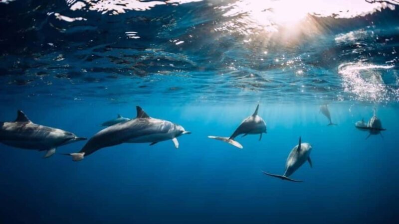 ile aux Benitier: Tour with dolphin watch & lunch - Final Thoughts