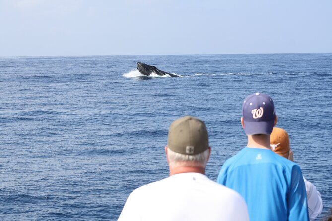 'Imiloa Express Whale Watch and Cocktail Tour - Key Points