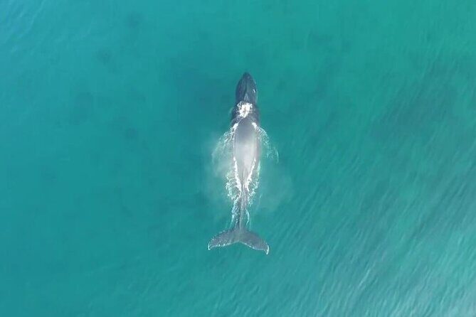 'Imiloa Express Whale Watch and Cocktail Tour - The Experience: What to Expect on the Water