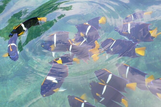 Enjoy paradise: Hidden Beach Snorkeling Adventure - What to Expect from the Hidden Beach Snorkeling Adventure