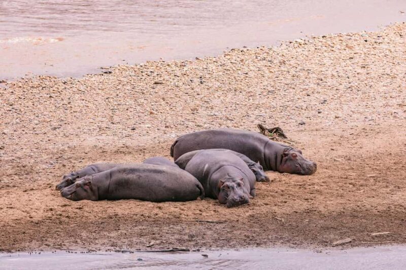 Impressive Tanzania, 7 Day Small Group Lodge Safari - An In-Depth Look at the Itinerary and What Youll Experience