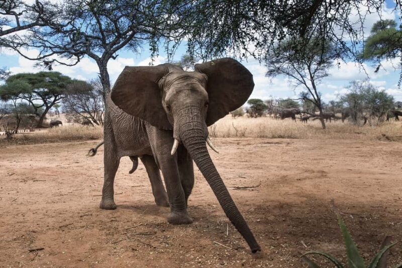 Impressive Tanzania, 7 Day Small Group Lodge Safari - FAQ