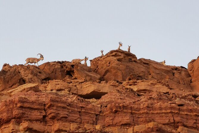 In Depth Introduction of the Ramon Crater - The Guide Experience