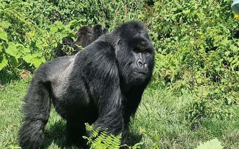 Incredible gorilla Trekking experience in Rwanda - Key Points