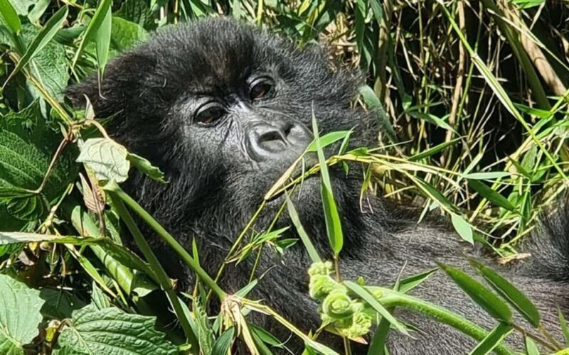 Incredible gorilla Trekking experience in Rwanda - An Authentic and Practical Gorilla Trekking Experience