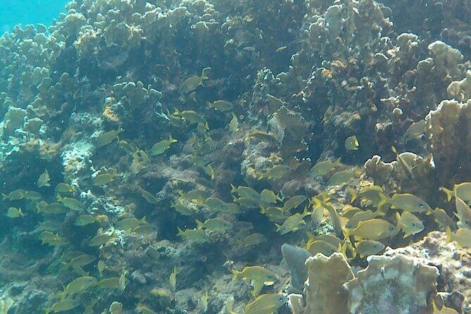 Incredible Negril Guided Snorkeling To Reef, Anchor, and Cannon - Discovering the Underwater World of Negril