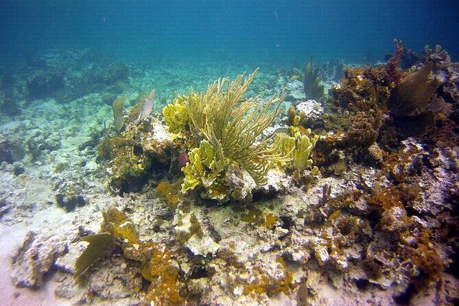 Incredible Negril Guided Snorkeling To Reef, Anchor, and Cannon - FAQ