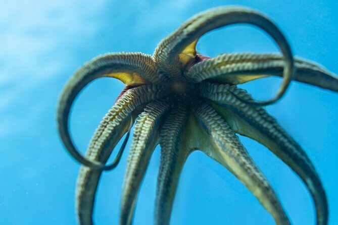 Incredibly Fun 2-Tank Coral Reef South Shore Boat Dive in Oahu from Waikiki - FAQ