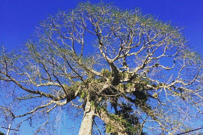 Individuelle Regenwald Tour - Exploring Tobago’s Rainforest: An Honest Review of the Individuelle Regenwald Tour