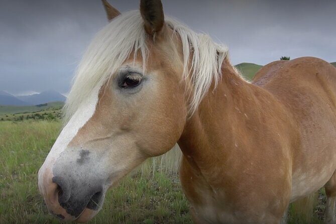 Indoor Horsemanship - Key Points
