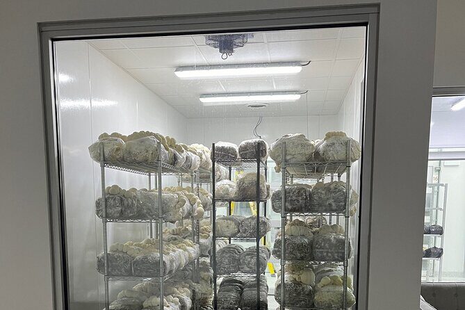 Indoor Mushroom Farm Tour - A Close Look at the Indoor Mushroom Farm Tour