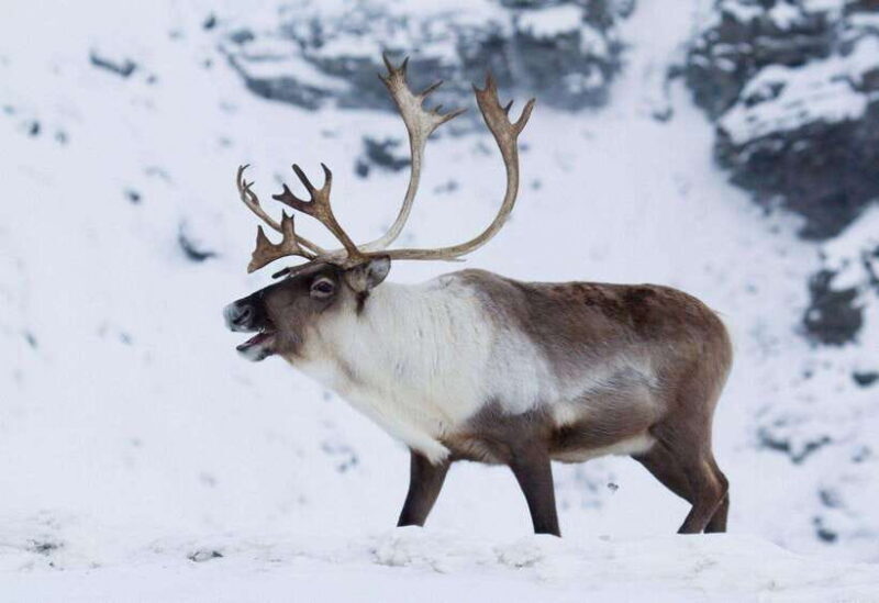 Inner Mongilia: 6-Day Hulunbuir Private Winter Tour - An In-Depth Look at the 6-Day Itinerary