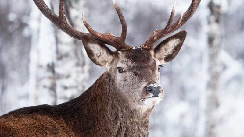 Inner Mongilia: 6-Day Hulunbuir Private Winter Tour - Final Thoughts: Who Will Love This Tour?