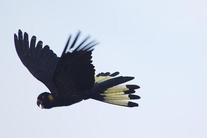 Inside the Greater Blue Mountains World Heritage - A Wildlife Safari Overnight - The Sum Up