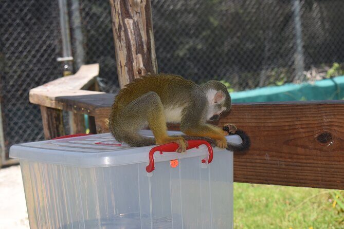 Interaction with Monkey Tour & city tour in Puerto Plata - Highlights of the Itinerary
