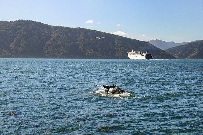 InterIslander Ferry - Wellington to Picton - FAQ