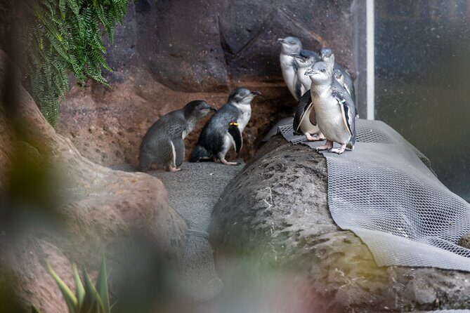 International Antarctic Centre General Admission Ticket - FAQs
