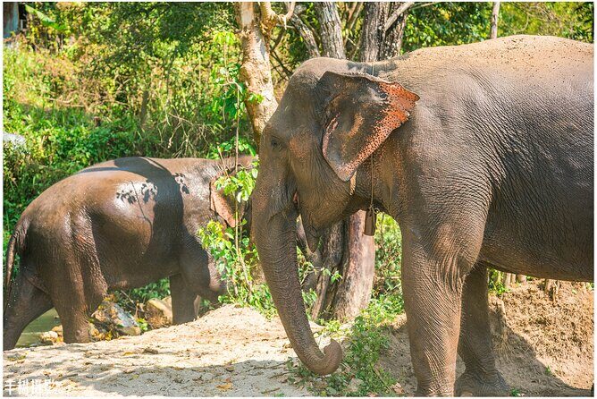 Inthanon Heaven Trail(Living Green Elephant Sanctuary) - Key Points