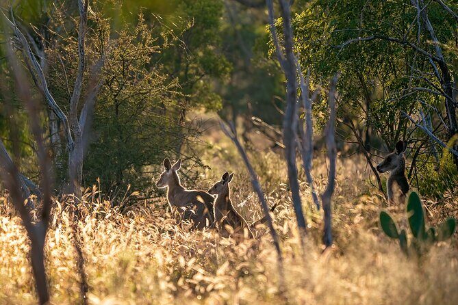 Intimate Blue Mountains Wild Kangaroos & Sunset for Nature Lovers - The Sum Up