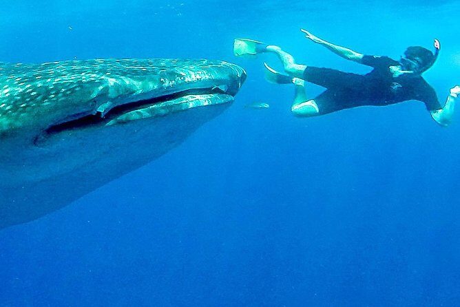Intimate Eco-Friendly Whale Shark Encounter - Premium Service - An In-Depth Look at the Whale Shark Tour