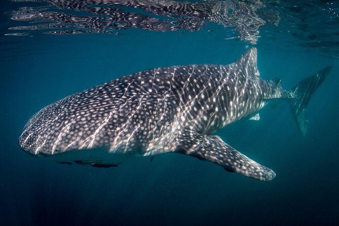 Intimate Eco-Friendly Whale Shark Encounter - Premium Service - What Makes This Tour Stand Out?