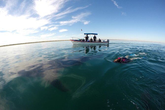 Intimate Eco-Friendly Whale Shark Encounter - Premium Service - The Price and Value Analysis