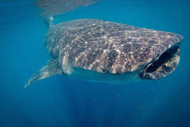 Intimate Eco-Friendly Whale Shark Encounter - Premium Service - The Sum Up