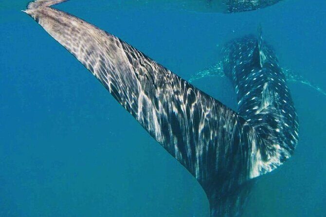 Intimate Eco-Friendly Whale Shark Encounter - Premium Service - FAQ