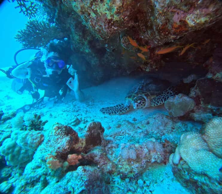 Intro Diving Beginner and Discover Red Sea Underwater - Practical Details and Value