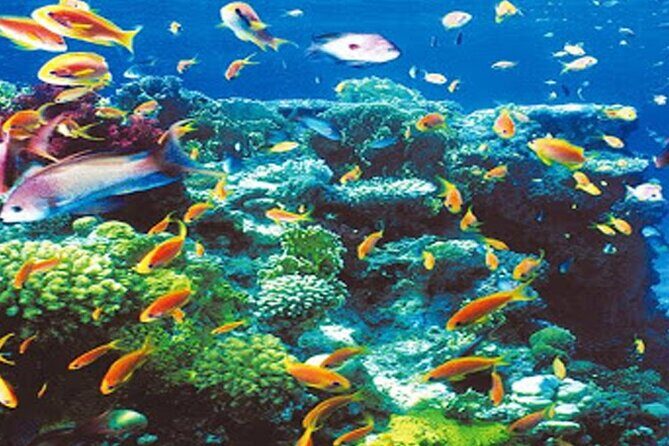 Intro Diving for Beginners in Hurghada with Pick-up and Lunch - The Sum Up