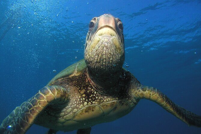 Intro/Refresher Dive Swim Ability Required - What the Reviews Say About the Experience