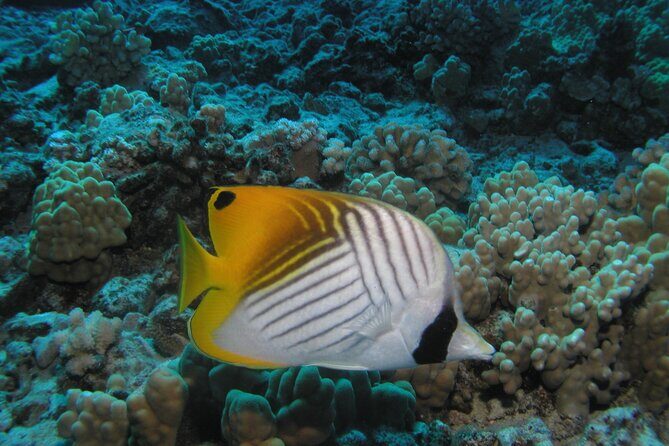 Intro/Refresher Dive Swim Ability Required - Who Should Consider This Tour?
