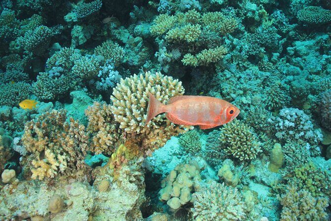 Intro Scuba Diving: 2 Dive Stops With Lunch & transfer - Hurghada - Who Would Love This Tour?