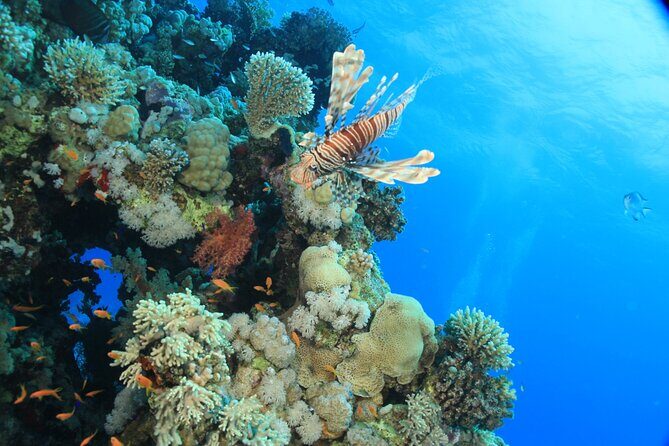 Intro Scuba Diving: 2 Dive Stops With Lunch & transfer - Hurghada - Frequently Asked Questions