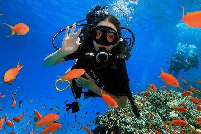 Introduction: Diving from the Reef in Sharm El Sheikh - Key Points