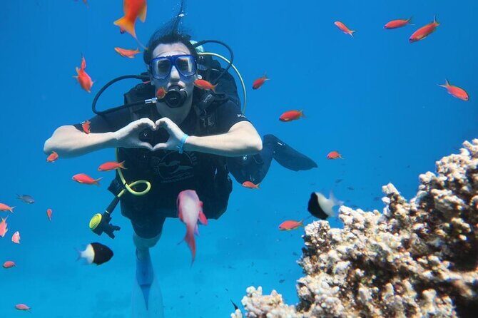 Introduction: Diving from the Reef in Sharm El Sheikh - The Practicalities and What You Should Know