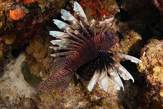 Introduction Shore Dive with Scubaçao (2 dives) - Why Choose This Shore Dive?