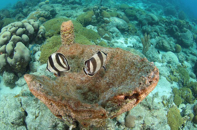 Introduction Shore Dive with Scubaçao (2 dives) - The Sum Up