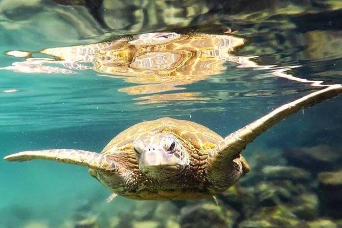 Introductory Beach Scuba Dive - A Closer Look at the Experience