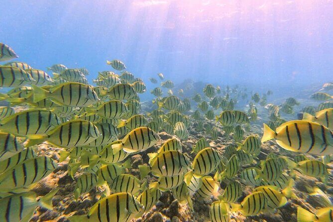 Introductory Beach Scuba Dive - Authentic Experiences from Past Participants