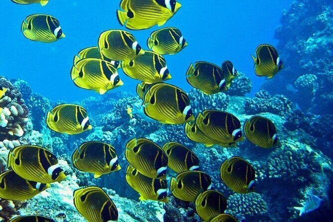 Introductory Beach Scuba Dive - The Sum Up: Is This Tour Right for You?