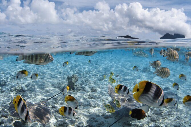 Introductory Dive in Bora Bora (afternoon) - The Itinerary in Detail