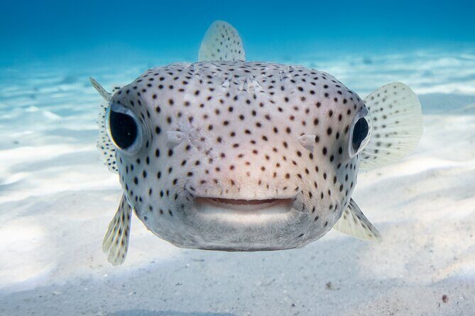 Introductory Dive in Bora Bora (afternoon) - Practical Tips for Travelers