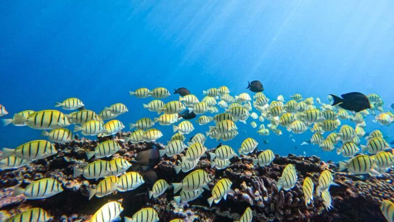Introductory dive, to get started! - The Experience Provider: SUB EXCELSUS