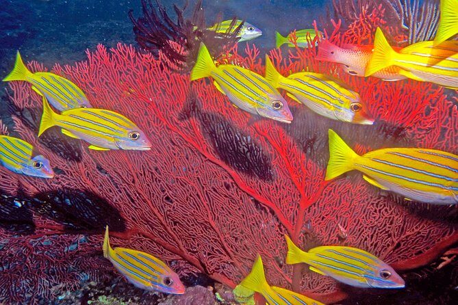 Introductory Scuba Dive experience - Whitetip Marine Adventures - The Sum Up: Who Will Love This Experience?