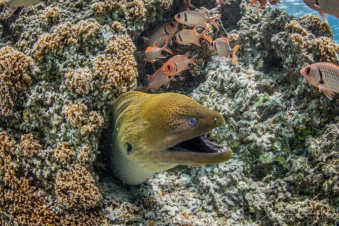 Introductory Scuba Diving Experience in Bora Bora - Value and Overall Impression