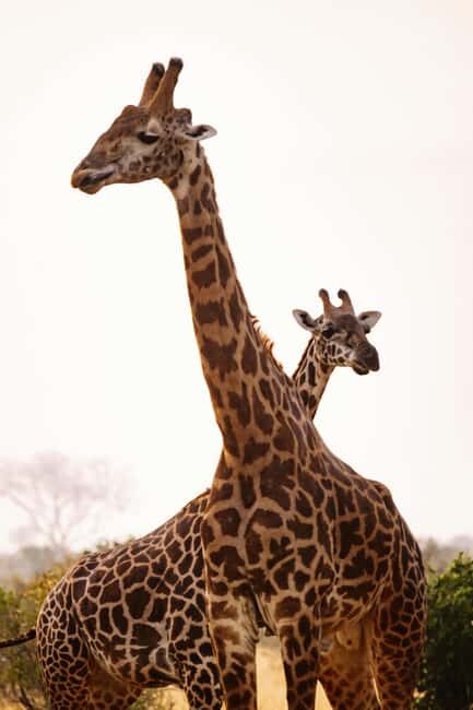 Iringa: Ruaha National Park 2-Day Safari with Game Drives - Key Points